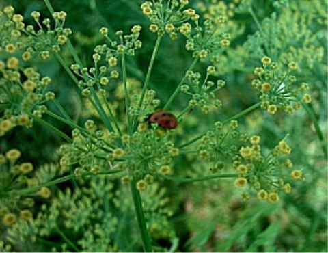 Berfena Fennel  Foeniculum vulgare dulce